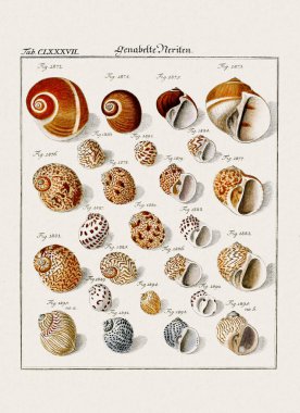 Klasik deniz kabuğu çizimi. 18. yüzyıldan kalma Alman zoolojik sanatı.