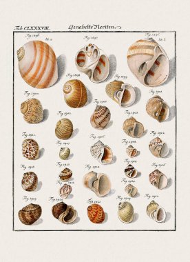 Klasik deniz kabuğu çizimi. 18. yüzyıldan kalma Alman zoolojik sanatı.
