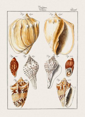 Klasik deniz kabuğu çizimi. 18. yüzyıldan kalma Alman zoolojik sanatı.