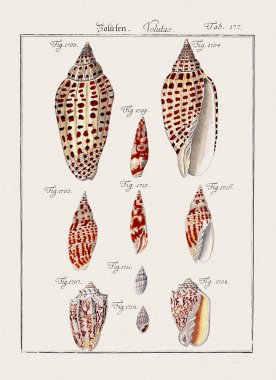 Klasik deniz kabuğu çizimi. 18. yüzyıldan kalma Alman zoolojik sanatı.
