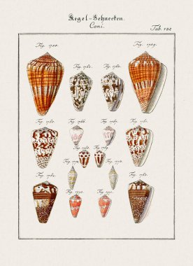 Klasik deniz kabuğu çizimi. 18. yüzyıldan kalma Alman zoolojik sanatı.