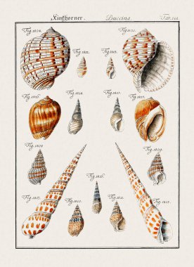 Klasik deniz kabuğu çizimi. 18. yüzyıldan kalma Alman zoolojik sanatı.