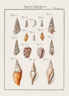 Klasik deniz kabuğu çizimi. 18. yüzyıldan kalma Alman zoolojik sanatı.