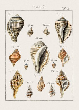 Klasik deniz kabuğu çizimi. 18. yüzyıldan kalma Alman zoolojik sanatı.