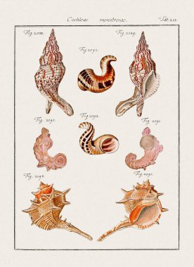 Klasik deniz kabuğu çizimi. 18. yüzyıldan kalma Alman zoolojik sanatı.