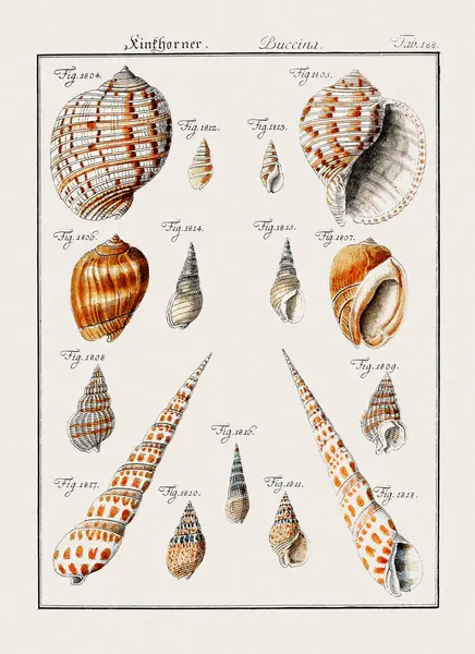 Klasik deniz kabuğu çizimi. 18. yüzyıldan kalma Alman zoolojik sanatı.
