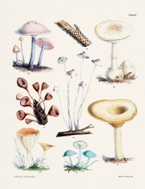 Klasik Mantar İllüstrasyonu: Botanik Mantar Sanatı