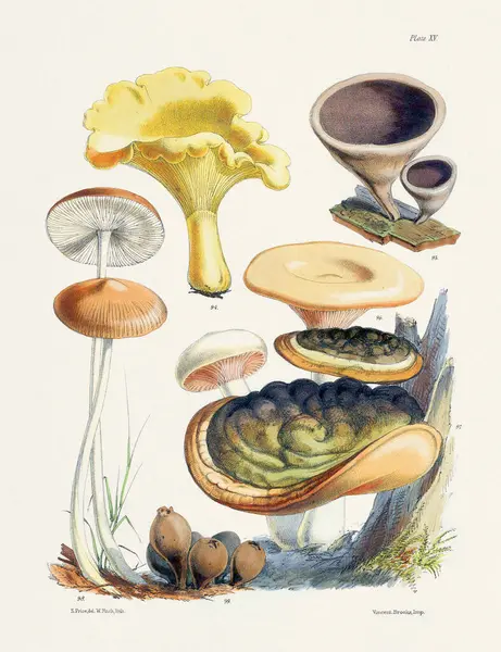Vintage Mushroom Illustration: Botanical Fungi Art
