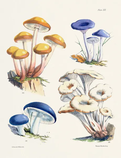 Klasik Mantar İllüstrasyonu: Botanik Mantar Sanatı