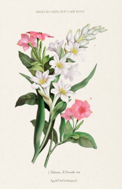 Çiçek buketi. Klasik Botanik Sanatı. Yaklaşık 1850.