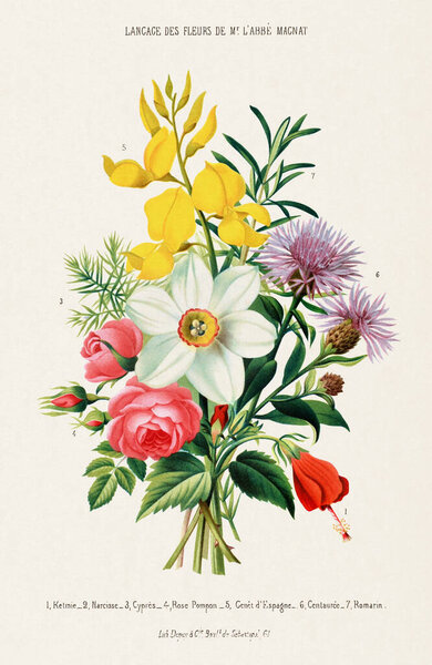 Bouquet of Flowers. Vintage Botanical Art. Circa 1850