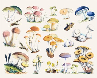 Renkli Mantar Koleksiyonu Bej desenli Kağıt Arkaplanına Karşı