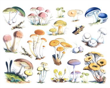 Düz Beyaz Arkaplan Karşısında Renkli Mantar Koleksiyonu