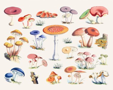 Renkli Mantar Koleksiyonu Bej desenli Kağıt Arkaplanına Karşı