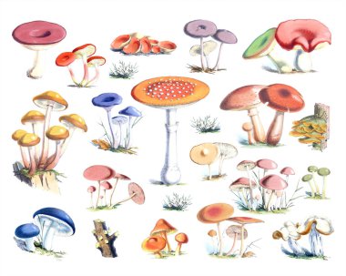 Düz Beyaz Arkaplan Karşısında Renkli Mantar Koleksiyonu