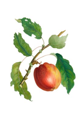 Renkli Elmalar. Taze ve sulu elmaların canlı çizimi. 