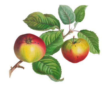 Renkli Elmalar. Taze ve sulu elmaların canlı çizimi. 