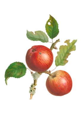 Renkli Elmalar. Taze ve sulu elmaların canlı çizimi. 