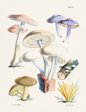 Klasik Mantar İllüstrasyonu: Botanik Mantar Sanatı