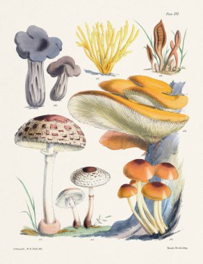 Klasik Mantar İllüstrasyonu: Botanik Mantar Sanatı