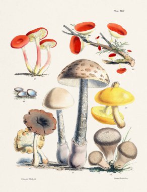 Klasik Mantar İllüstrasyonu: Botanik Mantar Sanatı