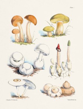 Klasik Mantar İllüstrasyonu: Botanik Mantar Sanatı