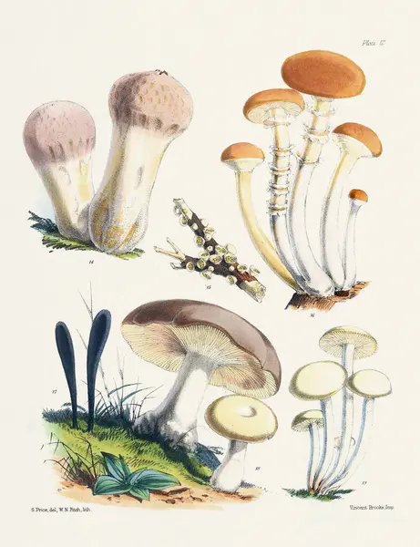 Vintage Paddestoel Illustratie Botanische Schimmel Kunst — Stockfoto