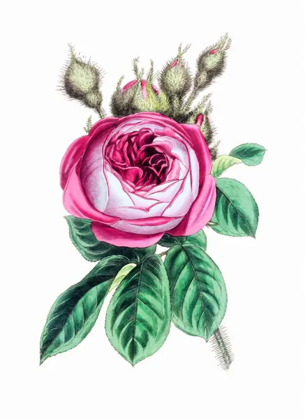 Barevný Růžový Květ Digitální Vintage Styl Květ Ilustrace Bílém Pozadí — Stock fotografie