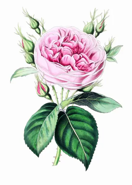 Barevný Růžový Květ Digitální Vintage Styl Květ Ilustrace Bílém Pozadí — Stock fotografie