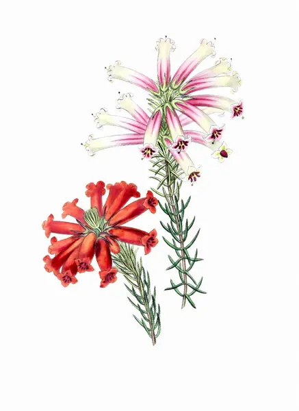 Barevné Květiny Digitální Vintage Styl Květinové Ilustrace Bílém Pozadí — Stock fotografie
