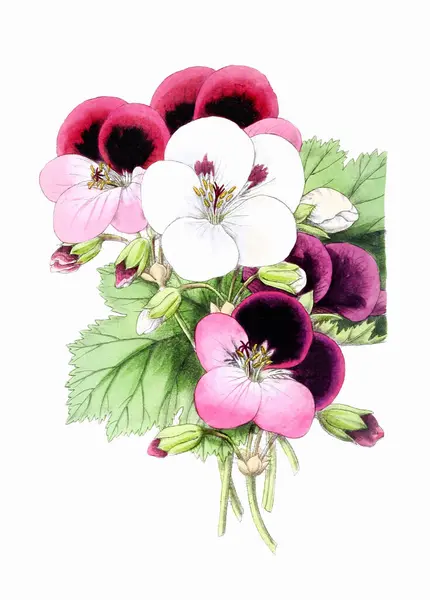 Barevné Květiny Digitální Vintage Styl Květinové Ilustrace Bílém Pozadí — Stock fotografie