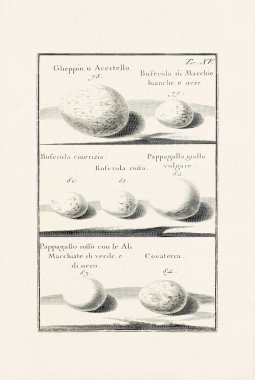 Bird Eggs Illustration: A delicate ornithological ink drawing describing the eggs of different bird species. This is an old illustration from an Italian book published in 1737. clipart