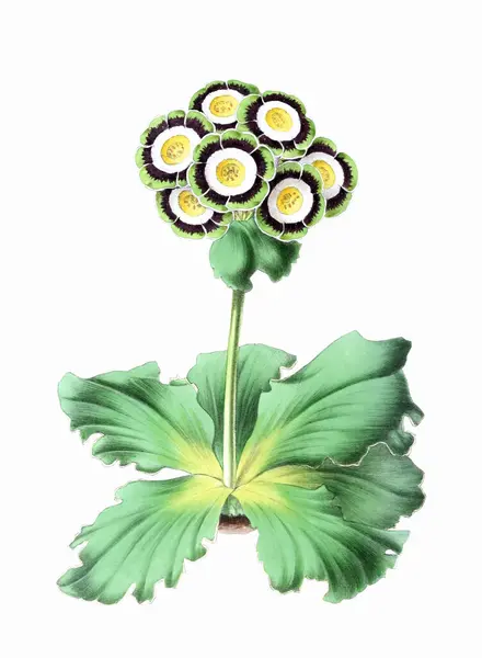 Barevné Květiny Vintage Styl Květinové Ilustrace Digitální Akvarel Bílém Pozadí — Stock fotografie