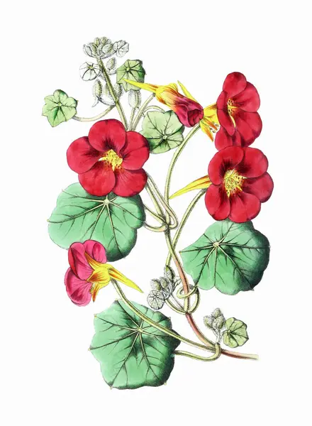 Barevné Květiny Vintage Styl Květinové Ilustrace Digitální Akvarel Bílém Pozadí — Stock fotografie