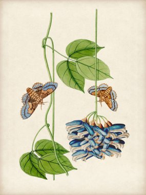 Çiçekler, meyveler ve kelebeklerin yer aldığı canlı botanik çizimler. Dijital suluboya stili, rustik bej arkaplana karşı eski bir dokunuş ekler.