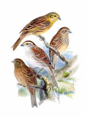 Kuş Sanatı. Vintage ilham verici kuş çizimi. Dijital suluboya resim. Bu resim tasarım, kartpostallar, kumaşlar, baskı, düğün davetiyeleri ve duvar kağıtları için çok işe yarıyor..