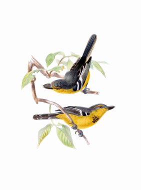 Kuş Sanatı. Vintage ilham verici kuş çizimi. Dijital suluboya resim. Bu resim tasarım, kartpostallar, kumaşlar, baskı, düğün davetiyeleri ve duvar kağıtları için çok işe yarıyor..