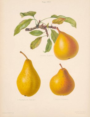 Vintage Pear illustration. Botanical Art from a book containing coloured figures and descriptions of the most esteemed kinds of apples and pears. Circa 1880 clipart