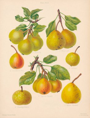 Klasik armut illüstrasyonu. Renkli figürlerin ve en saygın elma ve armutların tariflerinin yer aldığı bir kitaptan botanik sanatı. Yaklaşık 1880.