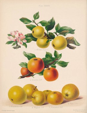 Vintage Apple illustration. Botanical Art from a book containing coloured figures and descriptions of the most esteemed kinds of apples and pears. Circa 1880 clipart