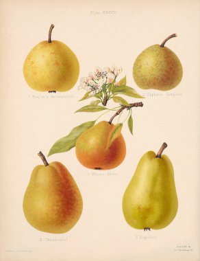 Vintage Pear illustration. Botanical Art from a book containing coloured figures and descriptions of the most esteemed kinds of apples and pears. Circa 1880 clipart