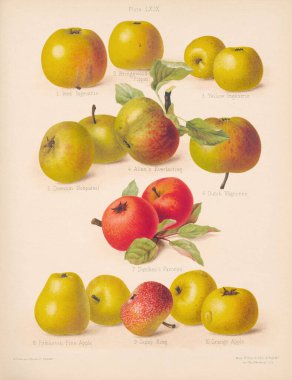 Klasik Apple çizimi. Renkli figürlerin ve en saygın elma ve armutların tariflerinin yer aldığı bir kitaptan botanik sanatı. Yaklaşık 1880.