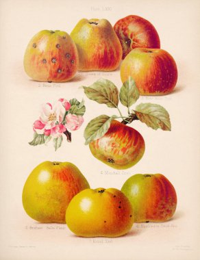 Klasik Apple çizimi. Renkli figürlerin ve en saygın elma ve armutların tariflerinin yer aldığı bir kitaptan botanik sanatı. Yaklaşık 1880.