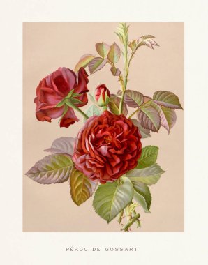 Klasik Rose Illustration. Yumuşak bej arkaplanda güllerin 19. yüzyıl suluboya çizimi. 1880 dolaylarında büyüleyici klasik eserler, projelerinize zamansız zarafet katmak için mükemmel..