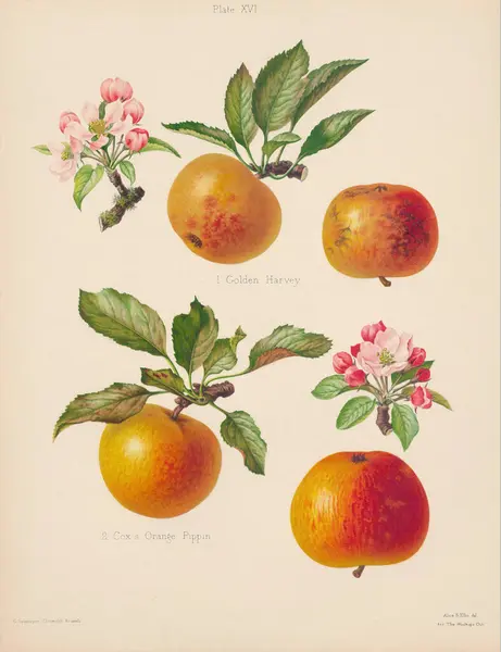 Vintage Apple Illustration Botanische Kunst Aus Einem Buch Mit Farbigen — Stockfoto