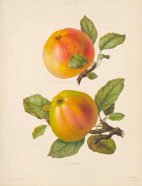 Vintage Apple illustration. Botanical Art from a book containing coloured figures and descriptions of the most esteemed kinds of apples and pears. Circa 1880