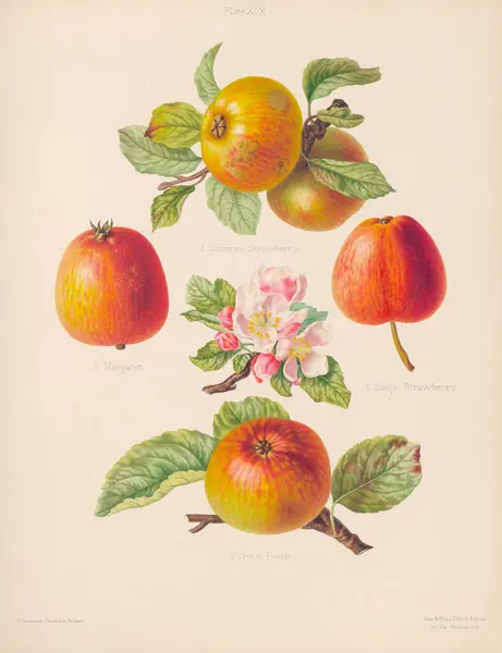 Vintage Apple Illustratie Botanische Kunst Uit Een Boek Met Gekleurde — Stockfoto