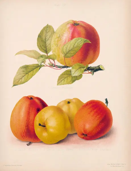 Vintage Apple illustration. Botanical Art from a book containing coloured figures and descriptions of the most esteemed kinds of apples and pears. Circa 1880