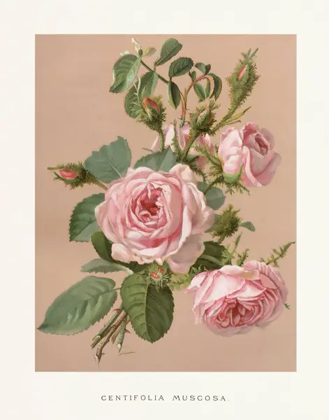 Klasik Rose Illustration. Yumuşak bej arkaplanda güllerin 19. yüzyıl suluboya çizimi. 1880 dolaylarında büyüleyici klasik eserler, projelerinize zamansız zarafet katmak için mükemmel..
