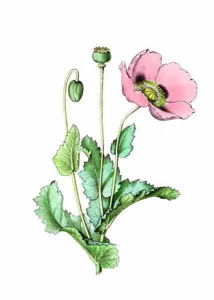 Barevné Kvetoucí Rostliny Opium Poppy Botanická Ilustrace Stylu Ročníku Digitální — Stock fotografie